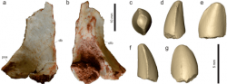 Kost lebky a virtuální model zubu teropoda druhu Vespersaurus paranaensis. Tento malý dinosaurus byl zřejmě aktuivním predátorem, lovícím menší obratlovce a příležitostně snad pojídajícícm i bezobratlé, vajíčka, části rostlin apod. Při velikosti německého ovčáka zřejmě nepředstavoval hrozbu pro větší živočichy, mohl ale ohrožovat mláďata některých dinosaurů a ptakoještěrů. Kredit: Langer, M. C.; et al. (2019). Wikipedie (CC BY 4.0)