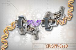 CRISPR-Cas9 je přizpůsobitelný nástroj, který vědcům umožňuje stříhat a vkládat malé kousky DNA na přesně daná místa podél řetězce DNA. Nástroj se skládá ze dvou základních částí: proteinu Cas9, který funguje jako klíč, a specifických RNA vodítek, CRISPRů, které fungují jako sada různých nástrčných hlavic. Tato vodítka nasměrují protein Cas9 na správný gen nebo oblast na řetězci DNA, která kóduje určitý znak. Kredit: Ernesto del Aguila III, NHGRI, Wikipedia CC 2.0