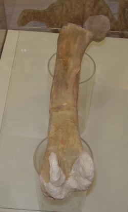 Snímek stehenní kosti českého dinosaura, pořízený na výstavě koster argentinských dinosaurů v pražském nákupním centru Chodov v březnu 2007. Jde o dosud nejlepší fosilní doklad přítomnosti neptačích dinosaurů na našem území. Autor: Vladimír Socha, Wikimedia Commons