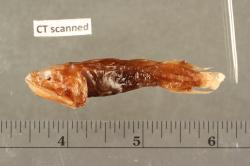 U děrovce oceánského (Danacetichthys galathenus) zabírá mozek jen pět procent mozkovny. Zdroj: UF FLMNH Ichthyology