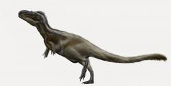 Přibližná rekonstrukce vzezření blízce příbuzného druhu D. torosus. Na základě nových nálezů se zdá být pravděpodobné, že hlava daspletosaurů nebyla pokryta pernatým či vláknitým integumentem, ale spíše měkkou tkání podobnou té, kterou nacházíme u současných krokodýlů. Kredit: Durbed, Wikipedie (CC BY-SA 3.0)