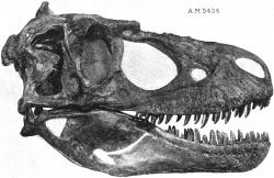 Zuby tyranosauridů objevené nedávno v Japonsku pravděpodobně patřily dosud neznámým druhům, dosahujícím velikosti severoamerických rodů Gorgosaurus a Daspletosaurus. Zde lebka daspletosaura. Kredit: W. D. Matthew, Wikipedie (volné dílo)