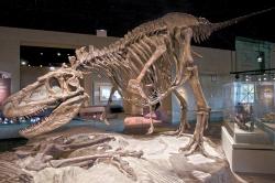 Restaurovaná kostra daspletosaura (FMNH PR308) v expozici Field Museum v Chicagu. Tyranosaurid, objevený v souvrství Dinosaur Park na území kanadské provincie Alberta je zde však ve stínu svého mnohem slavnějšího a většího příbuzného. Tím je exemplář tyranosaura s přezdívkou „Sue“, pocházející z Jižní Dakoty. Kredit: ScottRobertAnselmo, Wikipedie (CC BY-SA 3.0)