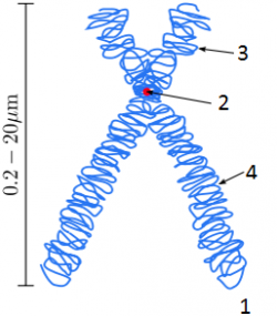 Tak se většinou popisuje stavba chromozomu 1 = chromatida, 2 = centromera, 3 = krátké raménko, 4 = dlouhé raménko. O obalu z jiného materiálu ani ťuk. (Kredit: Magnus Manske, Wikipedia,  licence 3.0 Unported)