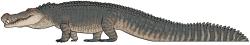 Přibližný tvar těla deinosucha (zde zástupce typového druhu D. hatcheri), obřího příbuzného dnešních aligátorů a kajmanů. Tento krokodýlí kolos zřejmě dosahoval délky přes 10 metrů a hmotnosti kolem 5 tun. Kredit: Connor Ashbridge; Wikipedia (CC BY-SA 4.0)