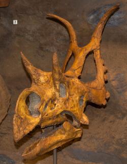 Rekonstruovaná lebka druhu Diabloceratops eatoni, centrosaurinního ceratopsida, obývajícího současné území amerického Utahu v době před zhruba 80 miliony let. Své rodové jméno si vysloužil díky podivně zahnutým rohům na lebečním límci, které mu propůjčovaly poněkud „ďábelské“ vzezření. Kredit: Perry Quan; Wikipedie (CC BY-SA 2.0)