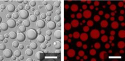 10 jednotek dlouhý polymer kyseliny asparagové a 10 jednotek lyzinu vytvoří komůrky mající svou vlastní membránu. K jejich vzniku netřeba složitostí, vystačí si s jednoduchým a krátkým polymerem.  Obrázek vlevo je z klasického světelného mikroskopu. Vpravo je obrázek z fluorescenčního mikroskopu. Pod  UV světlem je vidět, že Uvnitř komůrek tvořených primitivní membránou, jsou molekuly RNA. Prozradila je červená barvička (fluorescein), kterou vědci molekuly RNA obarvili. Tak zjistili, že jednoduchý polymer sám vytváří ve vodě něco, co je schopné oddělit vnitřní od vnějšího a spolu s RNA dát vznik jakési protobuňce. Kredit: Fatma Pir Cakmak, Penn State.