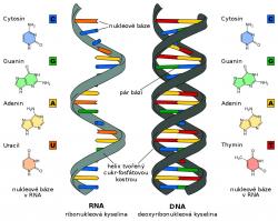 Rozdíl ve skladbě RNA a DNA. Malé molekuly RNA se ukázala být účinným prostředkem který zvládá chránit rostlinu před houbou. Kredit: Spong, Wikipedia. CC BY-SA 3.0.