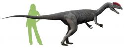 Dilophosaurus wetherilli byl zástupcem kladu Neotheropoda a spadal do čeledi Dilophosauridae, zahrnující vývojově primitivní zástupce této skupiny. Žil v období geologického věku sinemur (raná jura), asi před 193 miliony let, a vyskytoval se na území současné Severní Ameriky a možná také Číny (ačkoliv nálezy z této oblasti jsou dnes obvykle řazeny do samostatného rodu Sinosaurus). Kredit: Nobu Tamura; Wikipedia (CC BY-SA 4.0)