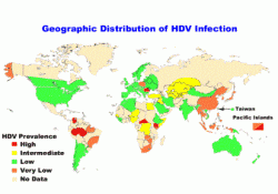 Epidemiologie hepatitidy D. Kredit CDC