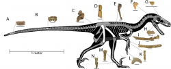 Kosterní diagram zobrazující dochované části skeletu nového dromeosaurida (označené bíle). Dineobellator byl středně velký velociraptorin, dosahující délky kolem 2,5 metru a hmotnosti zhruba 20 až 40 kilogramů. I přes své menší rozměry byl však nepochybně nebezpečným predátorem a hrozbou pro všechny drobné až středně velké obratlovce. Je navíc možné, že tento severoamerický příbuzný asijského velociraptora lovil v organizovaných smečkách. Kredit: Jasinski et al. (2020); Wikipedie (CC BY 4.0)