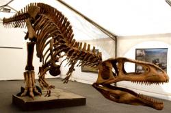 Zrekonstruovaná kostra druhu Tyrannotitan chubutensis, obřího karcharodontosaurida ze spodní křídy Patagonie. Kredit: Tecnópolis Argentina, Wikipedie (CC BY 2.0)