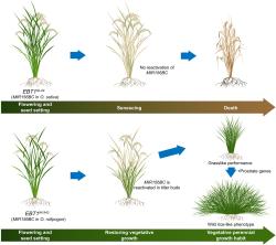 Jednoletá a vytrvalá rýže. Kredit: Dai et al. (2026), Science. Jednoletá a vytrvalá rýže. Kredit: Dai et al. (2026), Science.