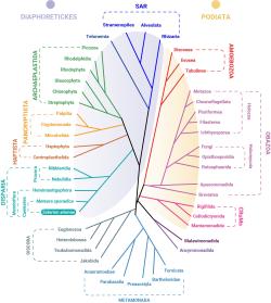 Fylogeneze eukaryot s linií Disparia. Kredit: Charles University / Valt et al. 2025. Fylogeneze eukaryot s linií Disparia. Kredit: Charles University / Valt et al. 2025.