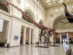 Dokonce i tak obří titanosauři, jako byl přes 37 metrů dlouhý a kolem 70 tun vážící Patagotitan mayorum (v expozici Field Museum of Natural History v Chicagu) by byli takřka drobečci ve srovnání s indickým bruhathkayosaurem. Pokud ovšem jeho fosilie skutečně představovaly kosterní elementy, za něž byly označeny. A to už se bohužel možná nikdy nedozvíme. Kredit: Zissoudisctrucker; Wikipedie (CC BY-SA 4.0)