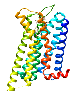 Dopaminový receptor D2 , známý také jako D2R , je protein , který je u lidí kódován genem DRD2 .  (Kredit: Zhuang Y, Cell 2021).