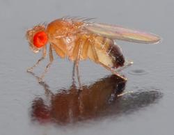 Octomilka obecná (Drosophila melanogaster) se hojně využívá v genetických výzkumech a patří ke klíčovým modelovým organizmům vývojové biologie. Celý rod zahrnuje jeden a půl tisíce druhů lišících se vzhledem, chováním a způsobem rozmnožování. Jsou 2 - 4 mm dlouhé.