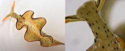 Zbarvení plže varuje predátory před toxiny, které jeho tělo obsahuje. V mladosti endoparazitům dokáže uniknout tak, že jim přenechá celé tělo a hlava, která se oddělí podél viditelné linie (detail) si vytvoří nové a zdravé. Zelené zbarvení těla způsobují fotosyntetizující chloroplasty z pozřených řas. Jim plž vděčí za zázračnou regenerační schopnost. Zdroj: VESA Channel (https://youtu.be/_6SmU2zytqs)