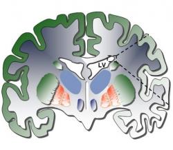 Náčrt lidského mozku s označenou subventrikulární zónou na povrchu uvnitř postranních komor (LV – lateral ventricle) Kredit: Wikipedia CC BY 2.0.