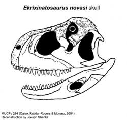 Lebka ekrixinatosaura s charakteristicky zahnutou spodní čelistí a vysokým „krabicovitým“ profilem, typickým pro většinu abelisauridů. Kredit: Joseph Shanks, Wikipedie (CC BY-SA 4.0)
