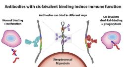 Streptokoky jsou odborníky na vyhýbání se účinku našich protilátek. Schéma ukazuje v čem je problém. Klasická vazba protilátky (vlevo) je téměř nefunkční. Vpravo se IgG protilátka každým ze dvou svých ramen zvládá navázat na jiné místo bakteriálního proteinu M. Až tento typ vazby propůjčuje protilátce její vysokou účinnost. Kredit: Wael Gabriel Bahnan, Lund University.