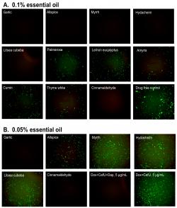 Srovnání účinnosti esenciálních olejů proti boreliím z česneku, pimentovníku, myrtovníku, zázvorové lilie, vavřínu plus cinnamaldehydu a antibiotik při koncentraci 0,1 a 0,05 %. Čím více políčko svítí zelenou fluorescencí, tím víc je živých bakterií a látka méně účinná.
Kredit: Feng, J.; Shi, W.; Miklossy, J.; Tauxe, G.M.; McMeniman, C.J.; Zhang, Y. Identification of Essential Oils with Strong Activity against Stationary Phase Borrelia burgdorferi. Antibiotics 2018, 7, 89.  CC BY 4.0.