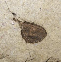 Plod gumojilmu Eucommia montana z eocénu, Severní Amerika. Kredit: Kevmin, Wikimedia Commons, CC BY-SA 4.0.