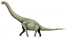 Vůbec prvním druhohorním dinosaurem, objeveným a vědecky zkoumaným na území Číny, je titanosauriformní sauropod Euhelopus zdanskyi. Tento asi 15 metrů dlouhý býložravec byl formálně popsán roku 1929, ačkoliv jeho fosilie byly objeveny již o šestnáct let dříve. Kredit: Dmitrij Bogdanov; Wikipedie (CC BY-SA 3.0)