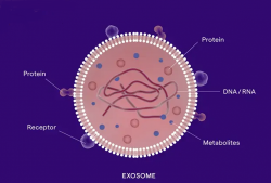 Extracelulární vezikuly (EV) jsou malé váčky obklopené lipidovou membránou, které buňky uvolňují do svého okolí. Slouží jako biologičtí kurýři přenášející informace – transportují proteiny, lipidy a genetickou informaci mezi buňkami. Schéma liposomu tvořeného fosfolipidy ve vodném roztoku, Zdroj: Upraveno podle East Port Lifescience.