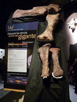Část fosilní kostry končetiny nově objeveného obřího titanosaura z argentinské provincie Chubut. Podle některých odhadů by mohl být ještě o trochu větší než Argentinosaurus (jeho vědecký popis by měl již brzy spatřit světlo světa). Ani v tom případě ale výsledek duelu mezi sauropody a kytovci zřejmě nijak nezvrátí. Kredit: Gastón Cuello, Wikipedie