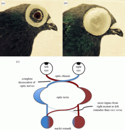 Suchý zip nalepený okolo očí holuba dovoloval zakrývat žádné, jedno, nebo druhé oko. Spolu s baťůžkem s GPS zaznamenávajícím změnu trasy pokus dovoli zjistit, jak holubí mozek funguje a že ukládání dat a následná dostupnost informací, jsou asymetrické. Vjemy získané  levým okem se stávají druhé partii mozku o něco dostupnější. Tím, že část těchto informací  je k dispozici i druhé polovině mozku vede k tomu, že při letech s odkrytým pravým okem se holubům cesta domů hledá o něco lépe. (Kredit A. Martinho, et al., Proceedings B, 2015)