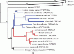 Přítomností stejného genu u různých druhů zvířat se dají stopovat klikaté cestičky dávné evoluce. (Kredit: Hanlu Twyman, University of Cambridge, 2016)