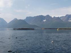 I tato lososí farma v Norském fjordu produkuje velkou část ryb silně nahluchlých. Kredit: Tim Dempster (University of Melbourne)