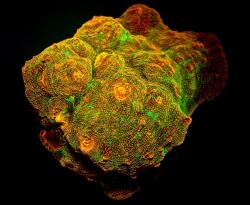 Fluoreskující společenství korálů (Echinophyllia sp). Oranžově červený pigment je protein zvládající fotokonverzi. V hloubkách, kam proniká světlo o krátké vlnové délce, toto oranžovočervené barvivo zvyšuje řasám výkonnost fotosyntézy.