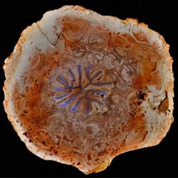 Zkamenělina stonku stromové kapradiny Dernbachia brasiliensis z období permu (před 250-300 miliony let). Modře je zvýrazněná tkáň dopravující vodu. Kredit: Ludwig Luthardt, Museum für Naturkunde, Berlín.