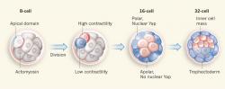 Obrázek 1: Dělící se embryo v době několika dní po oplození. Již blastomery 8-buněčného embrya mají jasno, která jejich část je budoucím embryoblastem a která bude trofoblastem. O všem rozhoduje schopnost kontraktility jednoho z pólů blastomery, resp. přítomnost aktinomyosinového komplexu. Práce autorů pod vedením Jeana-Léona Maîtreho přináší objasnění molekulárních mechanizmů a charakterizaci proteinů, které k polarizaci (odvozené od kontraktility blastomery) přispívají.