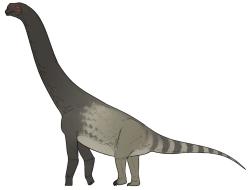 Hypotetická výtvarná rekonstrukce makronarijního sauropoda druhu Bicharracosaurus dionidei. Tento pozdně jurský příbuzný brachiosauridů (či přímo brachiosaurid) žil na území současné Argentiny v době před asi 157 miliony let a mohl vážit kolem 20 tun. Kredit: Connor Ashbridge; Wikimedia Commons (CC BY 4.0)