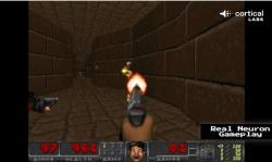 Neurony hrají Doom. Kredit: Cortical Labs / Youtube. Neurony hrají Doom. Kredit: Cortical Labs / Youtube.