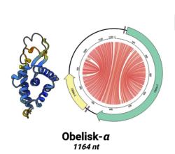 Obelisk-alfa. Kredit: Zheludev et al. (2024). bioRxiv.