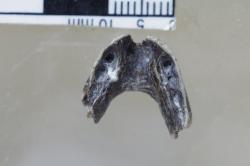 Jedna ze zkoumaných čelistí patřila dinosaurovi pojmenovaného Caenagnathasia („Nová čelist z Asie“). Před asi 90 miliony let lovil na území dnešního Uzbekistánu. Na jeho čelisti je dobře patrné, že o zuby už přišel. Zůstaly mu po nich téměř zcela uzavřené prohlubně. Nejspíš mu moc nevadilo, že zuby nemá, místo nich už měl silně vyvinutý zobák. Kredit: Hailong Zang