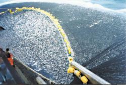 Chilské rybářské plavidlo se zhruba 400 tunami makrel. (Kredit: NOAA)