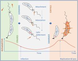 Životní cyklus fágů ( Φcbk). Fágy infikují bakterie ve stádiu, když mají bičík a pili (rojové buňky). V těch je hladina aktivovaného CtrA nízká a fágy dělají mrtvého brouka (oddalují svůj lytycký cyklus). Jakmile se ale buňka přemění na tu se stopkou a hladina CtrA začne stoupat, fágové geny se začnou probouzet, spouští lytický cyklus a své infekční agens vypouští do prostředí. S velkou pravděpodobností jde o dobu hojnosti a ostatní bakterie rovněž  produkují rojové buňky – vhodný objekt k napadení. Kredit:  Elia Mascolo, et al., 2022.