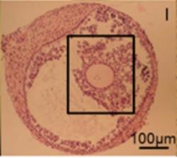 Histologický řez in vitro pěstovaného folikulu uvnitř s oocytem a obalem kumulárních buněk svědčí o bezproblémovém vývoji. Kredit: M McLaughlin, et al. 2018