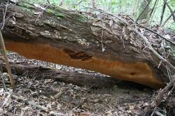 Plodnice ohňovce Phellinus ellipsoideus. Kredit: Bao-Kai Cui,Wikimedia Commons, CC BY-SA 4.0.