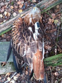 Jeden z luňáků, kteří se stali obětí ptačí kriminality. Foto: Klára Hlubocká