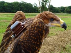 Dva mladí orli královští dostali lehké batůžky se satelitními vysílačkami. Foto: Zuzana Karlíková, ČSO