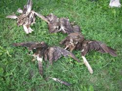 Na jednom poli na Olomoucku bylo v průběhu srpna zmasakrováno minimálně 26 dravců. Foto: Josef Chytil, ČSO