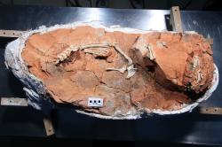 Fosilie vývojově primitivního sauropodomorfa druhu Buriolestes schultzi, popsaného roku 2016 ze sedimentů brazilského souvrství Santa Maria. Spolu s několika dalšími dinosaury, popsanými z tohoto geologického souvrství, představuje buriolestes zatím nejstaršího zástupce skupiny Dinosauria, známého podle kosterních fosilií. Jeho stáří činí zhruba 233,2 milionu let. Kredit: ULBRA Canoas; Wikipedie (volné dílo)