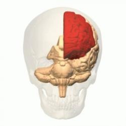 Lobotomie (z řečtiny lobos (mozkový lalok) tome (řez)) je operativní neurochirurgický zákrok, při kterém jsou přerušena nervová vlákna spojující mozkový lalok s ostatními částmi mozku. Lebka