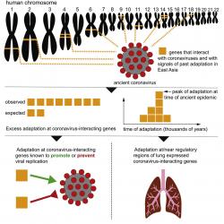 Na grafickém abstraktu jsou žlutě vytečkované trasy k chromozomům, na nichž jsou geny interagující s koronaviry a nebo geny signalizující pradávnou lidskou adaptaci. Žluté čtverečky (na obrázku vlevo uprostřed) ukazují na rozpor mezi počtem pozorovaných a očekávaných interagujících genů. Tento nepoměr svědčí o kdysi silném selekčním tlaku. Obrázek vlevo dole má znázorňovat, že změny v genomu jsou jak v genech umožňujících virům nás napadnout, tak i v genech bránících virům v jejich replikaci. Kredit: Yassine Souilmi, et al.: Current Biology, 2021.